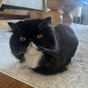 Sir Duke from Prance A Lot -  Persian Cat for Adoption in Chicago, Illinois - Sir Duke From Prance A Lot | PetCurious