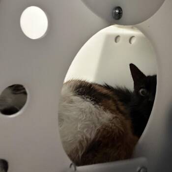 Slytherin -  Domestic Short Hair Cat for Adoption in Gainesville, Florida - Slytherin | PetCurious