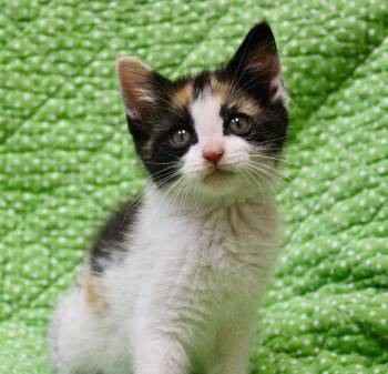 Domestic Short Hair Cats Available for Adoption in Clinton, South Carolina - Venus | PetCurious