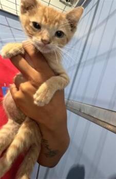 JASPER -  Domestic Short Hair Cat for Adoption in San Bernardino, California - JASPER | PetCurious