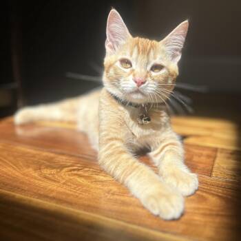 Chucky -  Domestic Short Hair Cat for Adoption in Lakewood, California - Chucky | PetCurious