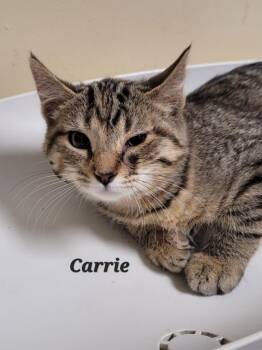 Carrie -  Domestic Short Hair Cat for Adoption in Cedar Rapids, Iowa - Carrie | PetCurious