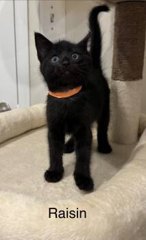 The Fruit Kittens -  Domestic Short Hair Cat for Adoption in Leesburg, Virginia - The Fruit Kittens | PetCurious