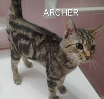 Archer -  Domestic Short Hair Cat for Adoption in Groveland, Massachusetts - Archer | PetCurious