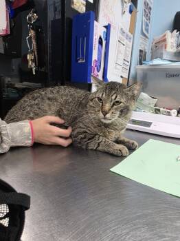 Domestic Short Hair Cats Available for Adoption in Fort Walton Beach, Florida - P. Sherman 42 Wallaby Way | PetCurious