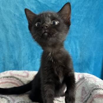 Sam I Am -  Domestic Short Hair Cat for Adoption in Puslinch, Ontario - Sam I Am | PetCurious