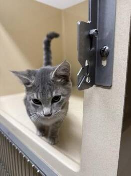 Benjamin -  Domestic Short Hair Cat for Adoption in Pequot Lakes, Minnesota - Benjamin | PetCurious