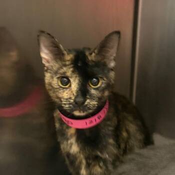 Indigo -  Domestic Short Hair Cat for Adoption in Chattanooga, Tennessee - Indigo | PetCurious