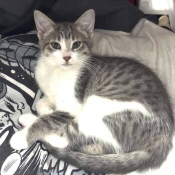 Starflight Dragonet 56343 -  Domestic Short Hair Cat for Adoption in Eaton Rapids, Michigan - Starflight Dragonet 56343 | PetCurious