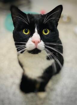 Domestic Short Hair Cats Available for Adoption in Duxbury, Massachusetts - Alfredo | PetCurious