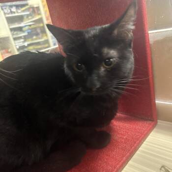 Domestic Short Hair Cats Available for Adoption - Baltimore | PetCurious