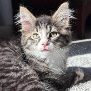 Fern -  Domestic Short Hair Cat for Adoption in Chicago, Illinois - Fern | PetCurious