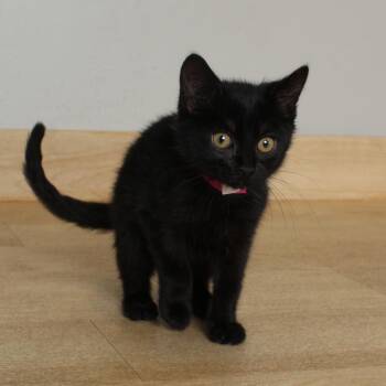 Bonnie C69563 -  Domestic Short Hair Cat for Adoption in Minnetonka, Minnesota - Bonnie C69563 | PetCurious