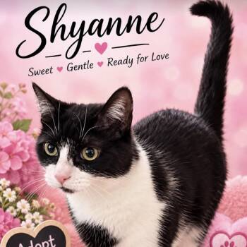 Shyanne -  Domestic Short Hair Cat for Adoption in Peachtree City, Georgia - Shyanne | PetCurious