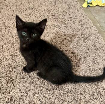 Rescue Domestic Short Hair Cats for Adoption in East Amherst, New York - Lucille | PetCurious