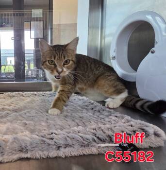 Domestic Medium Hair Cats Available for Adoption in Clarksville, Tennessee - Bluff | PetCurious