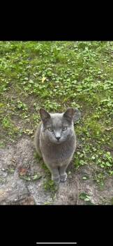 Rescue Domestic Short Hair Cats for Adoption in Waveland, Indiana - Dash | PetCurious