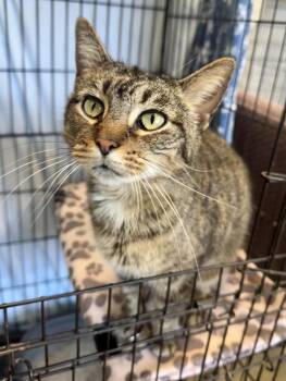 Tabby Cats Available for Adoption - Kamico | PetCurious