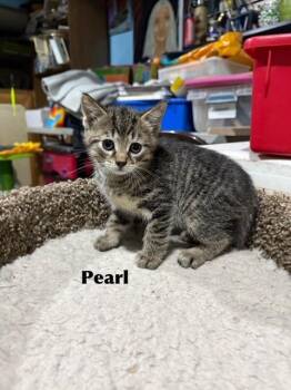 Pearl -  Domestic Medium Hair Cat for Adoption in Libertyville, Illinois - Pearl | PetCurious