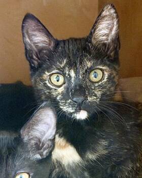 GLINDA -  Tortoiseshell Cat for Adoption in San Clemente, California - GLINDA | PetCurious