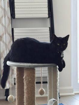 Onyx -  Domestic Short Hair Cat for Adoption in Chicago, Illinois - Onyx | PetCurious