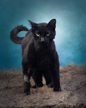 Squid -  Domestic Short Hair Cat for Adoption in Springfield, Illinois - Squid | PetCurious