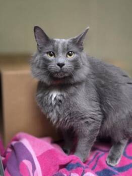 Junior -  Domestic Medium Hair and Domestic Short Hair Cat for Adoption in Westland, Michigan - Junior | PetCurious