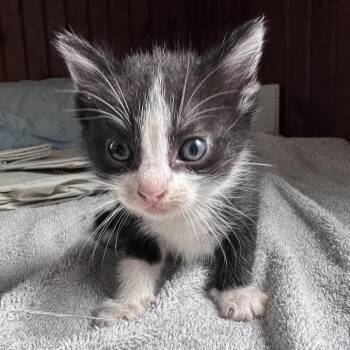 Carol Burnett -  Domestic Short Hair Cat for Adoption in Hackett, Arkansas - Carol Burnett | PetCurious