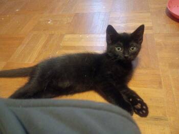 Dante -  Domestic Short Hair Cat for Adoption in Hudson, New Hampshire - Dante | PetCurious