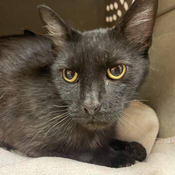 Ruth -  Domestic Short Hair Cat for Adoption in Norman, Oklahoma - Ruth | PetCurious