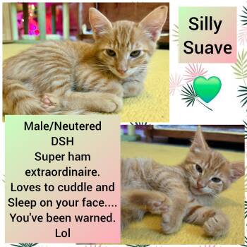 Suave -  Domestic Short Hair Cat for Adoption in Beaverton, Oregon - Suave | PetCurious