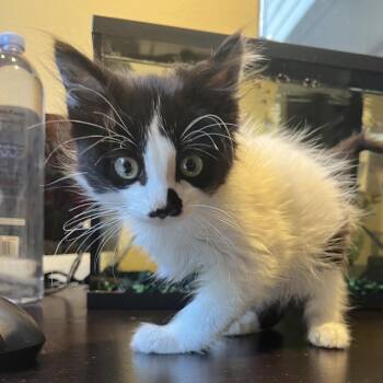 Chicken Wing -  Domestic Short Hair Cat for Adoption in Portland, Oregon - Chicken Wing | PetCurious