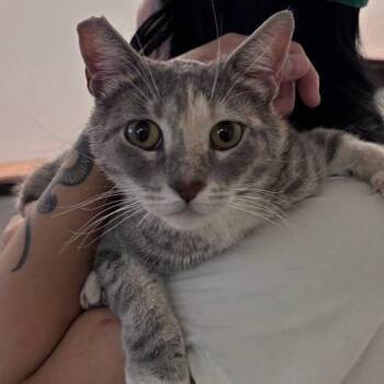 Frijolita -  Domestic Short Hair Cat for Adoption in Las Vegas, Nevada - Frijolita | PetCurious
