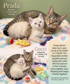 Prada - Sweet and affectionate -  Domestic Short Hair Cat for Adoption in Muskego, Wisconsin - Prada - Sweet And Affectionate | PetCurious