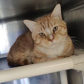 Monti -  Domestic Short Hair Cat for Adoption in Jersey City, New Jersey - Monti | PetCurious