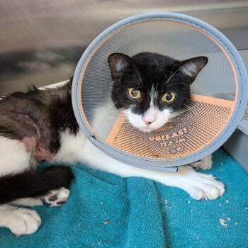 Domestic Short Hair Cats Available for Adoption in Sarasota, Florida - J.P. | PetCurious