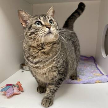 Lil Girl -  Domestic Short Hair Cat for Adoption in Champaign, Illinois - Lil Girl | PetCurious