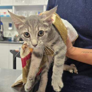 Peanuts -  Domestic Short Hair Cat for Adoption in Newark, New Jersey - Peanuts | PetCurious