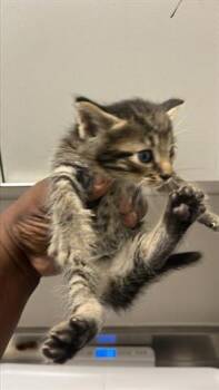 Domestic Short Hair Cats Available for Adoption in Houston, Texas - A654839 | PetCurious