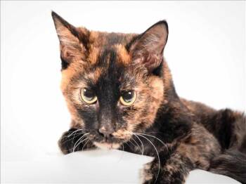 Domestic Short Hair Cats Available for Adoption - HARLI-QUINN | PetCurious