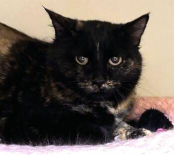 Domestic Short Hair Cats Available for Adoption - TEENY | PetCurious
