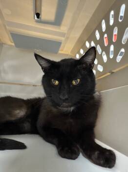 Rescue Domestic Short Hair Cats for Adoption in Pomona, New York - Haven | PetCurious