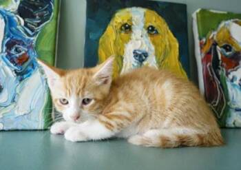 Fallout -  Domestic Short Hair Cat for Adoption in San Antonio, Texas - Fallout | PetCurious