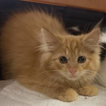 James -  Domestic Long Hair Cat for Adoption in Pittsburgh, Pennsylvania - James | PetCurious
