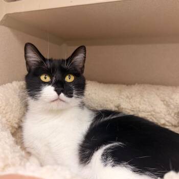Margaret -  Domestic Short Hair Cat for Adoption in Pagosa Springs, Colorado - Margaret | PetCurious