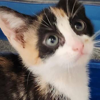 Domestic Short Hair Cats Available for Adoption in Corsicana, Texas - Jolly Rancher K45747 | PetCurious