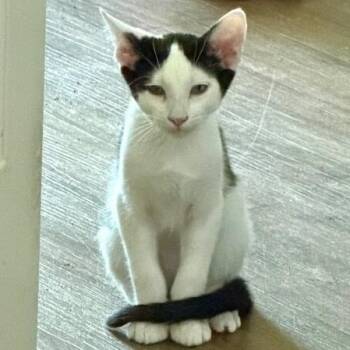 Rory Rowan -  Tuxedo and Domestic Short Hair Cat for Adoption in Friendswood, Texas - Rory Rowan | PetCurious