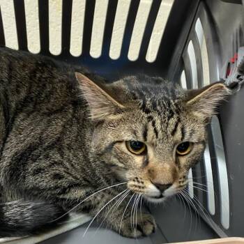 Domestic Short Hair Cats Available for Adoption - Gelato (Sporty) | PetCurious