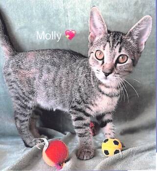 Molly -  Domestic Short Hair Cat for Adoption in Lunenburg, Massachusetts - Molly | PetCurious
