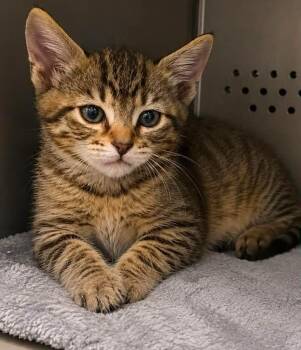 Eleanor -  Domestic Short Hair Cat for Adoption in Columbia, Tennessee - Eleanor | PetCurious
